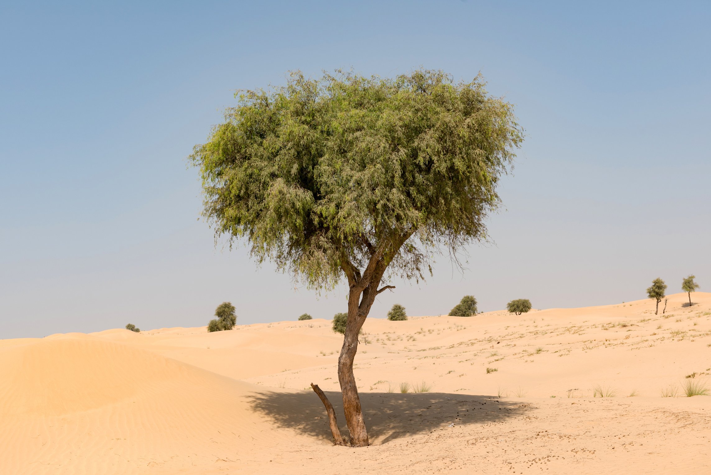 Ghaf tree in desert landscape with blue sky